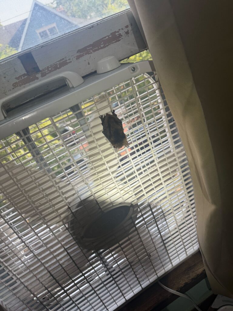 Animal Removal Castleton